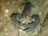 Farnes 053.jpg